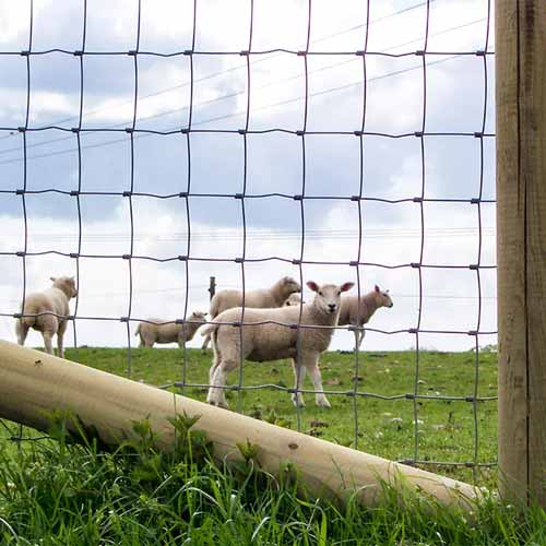 Cheap Field Fence Galvanized / Cattle Fence Knot Wire Fence / Hinge Joint Farm Fence