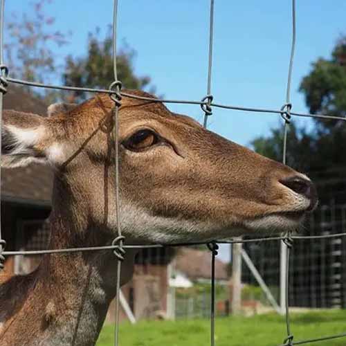 2.5mm 2.7mm Fixed Knot Livestock Woven Wire Field Game Fence Galvanized Farm Fence