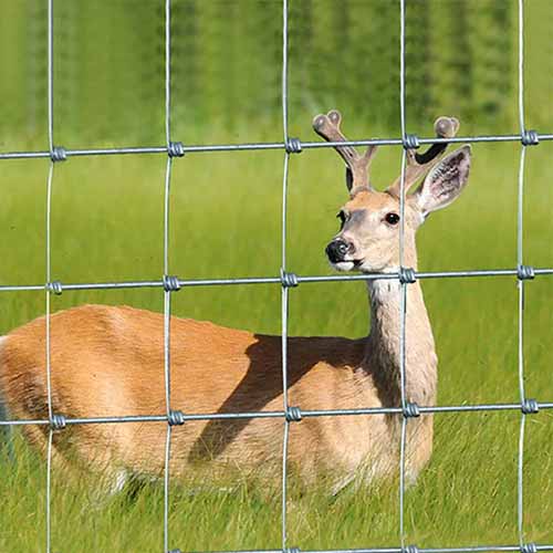 Livestock Field Deer Fence Ultimate Exclusion Farm Fence