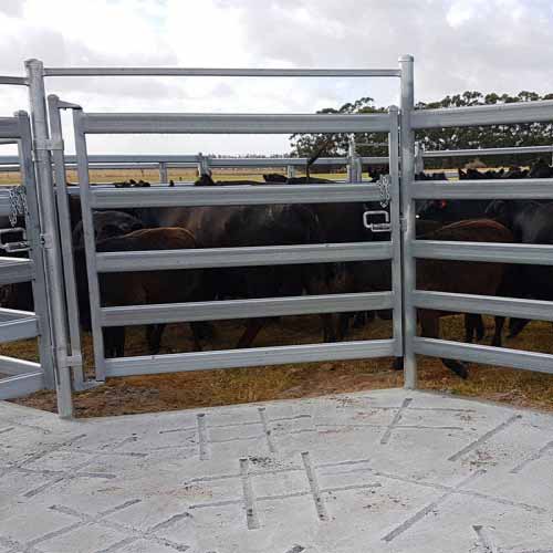 Cattle Fence for Calving - Safe & Secure Birthing Areas